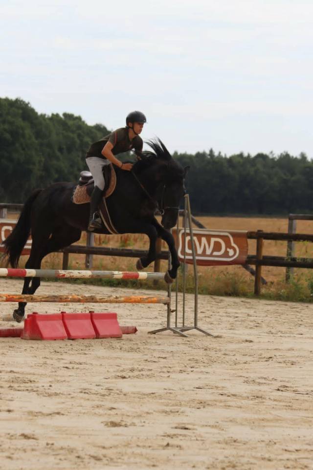 Caballo entero Silla Franc&eacute;s En venta 2022 Negro por FIDJY OF COLORS (BEL)
