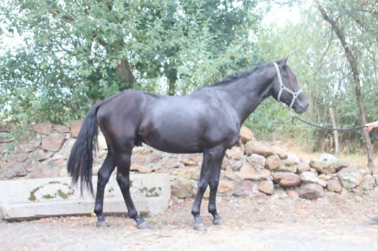 Caballo entero Silla Franc&eacute;s En venta 2022 Negro por FIDJY OF COLORS (BEL)
