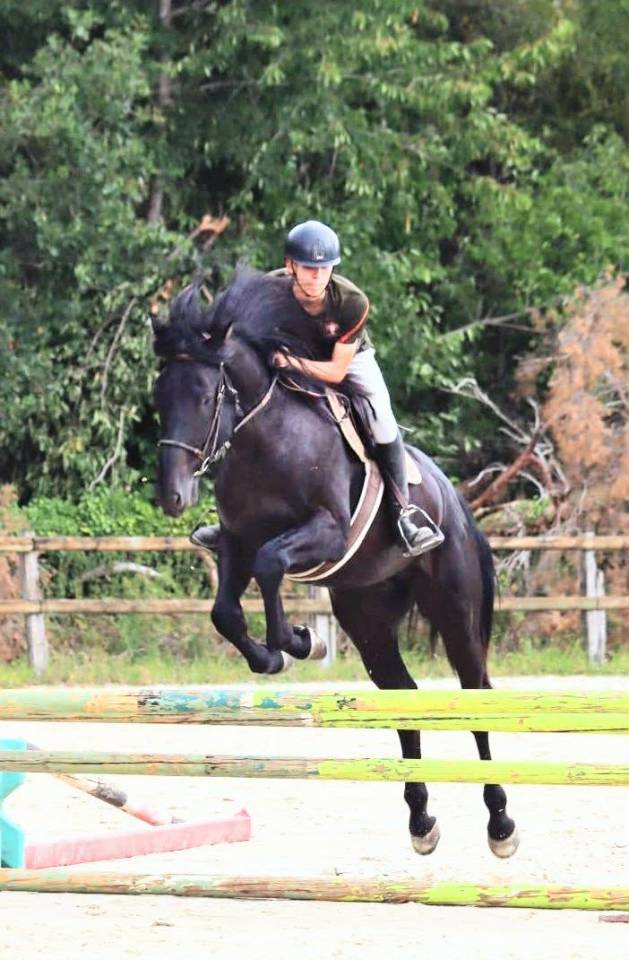 Caballo entero Silla Franc&eacute;s En venta 2022 Negro por FIDJY OF COLORS (BEL)