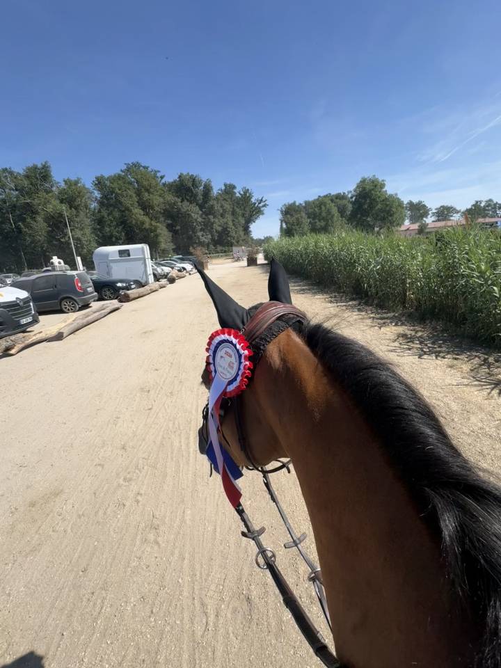 Caballo castrado PFS Poni Fran&ccedil;&eacute;s de Silla En venta 2015 Bayo por QUABAR DES MONCEAUX