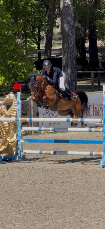 Caballo castrado PFS Poni Fran&ccedil;&eacute;s de Silla En venta 2015 Bayo por QUABAR DES MONCEAUX