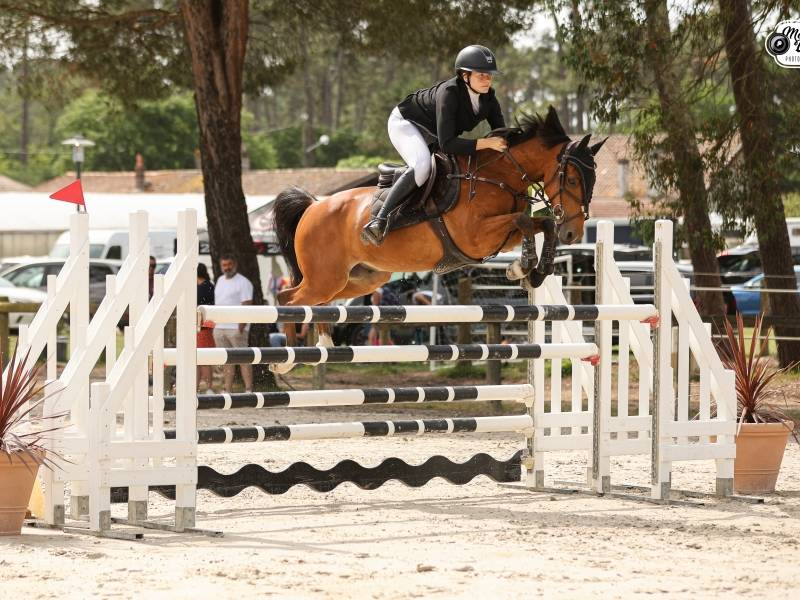 Caballo castrado PFS Poni Fran&ccedil;&eacute;s de Silla En venta 2015 Bayo por QUABAR DES MONCEAUX