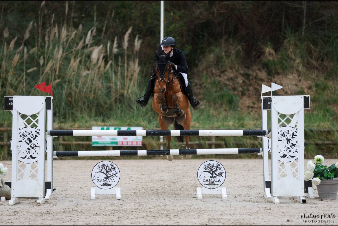 Caballo castrado PFS Poni Fran&ccedil;&eacute;s de Silla En venta 2015 Bayo por QUABAR DES MONCEAUX