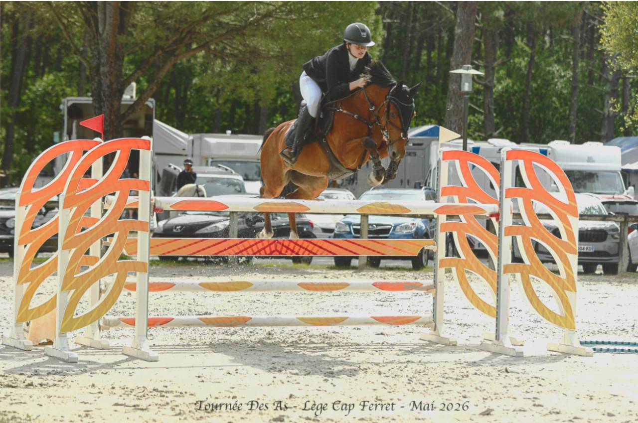 Caballo castrado PFS Poni Fran&ccedil;&eacute;s de Silla En venta 2015 Bayo por QUABAR DES MONCEAUX