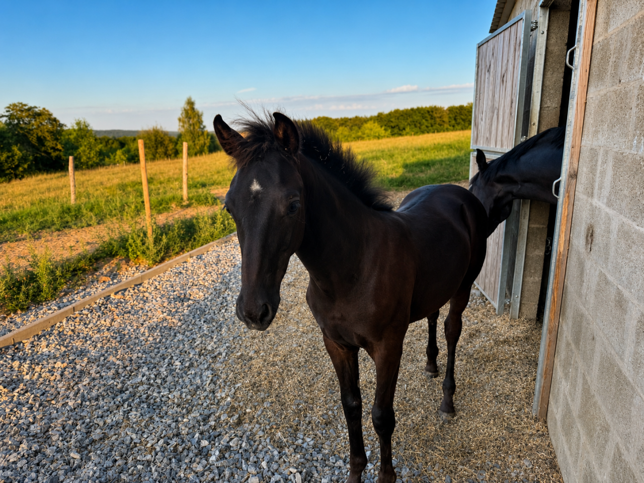 Semental sBs Caballo de Deporte Belga En venta 2026 Negro por Zonik plus