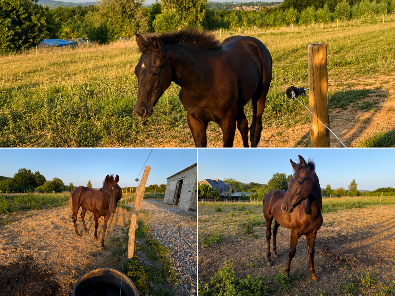 Semental sBs Caballo de Deporte Belga En venta 2026 Negro por Zonik plus
