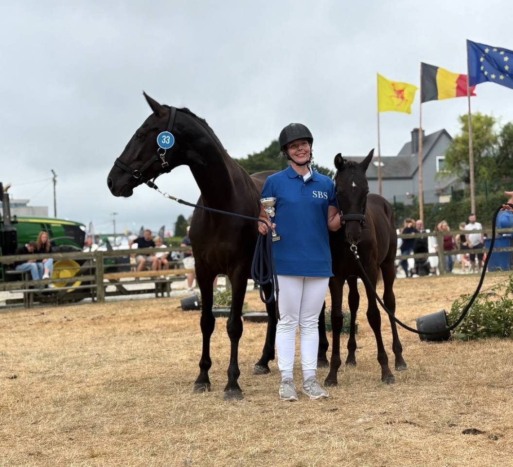 Semental sBs Caballo de Deporte Belga En venta 2026 Negro por Zonik plus