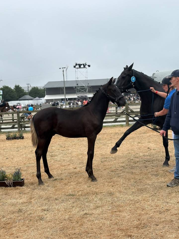 Semental sBs Caballo de Deporte Belga En venta 2026 Negro por Zonik plus
