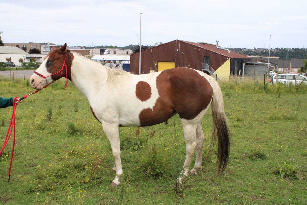 Potranca Paint Horse En venta 2020 Tobiano
