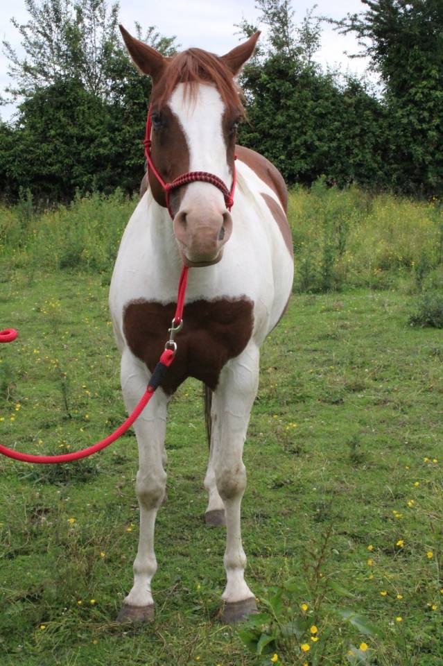 Potranca Paint Horse En venta 2020 Tobiano