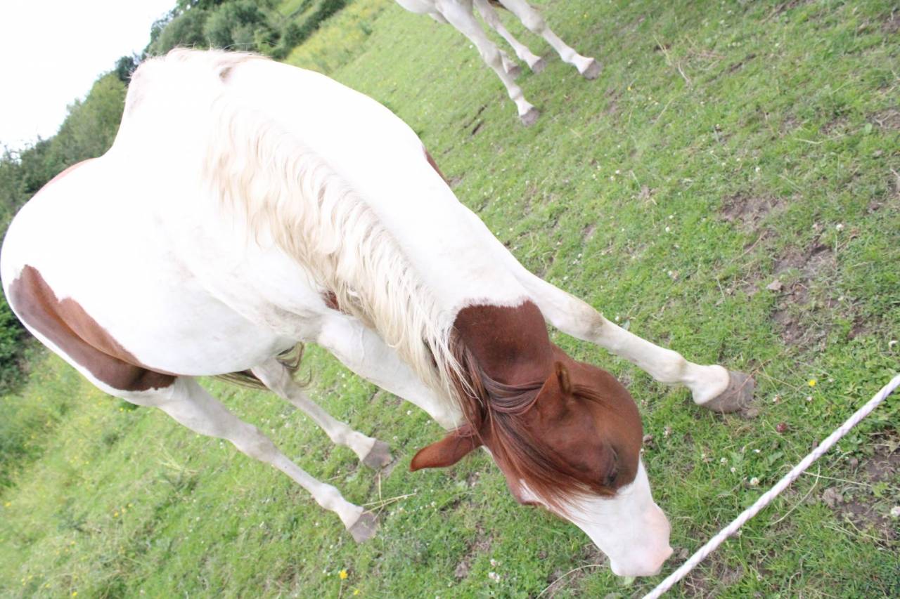 Potranca Paint Horse En venta 2020 Tobiano