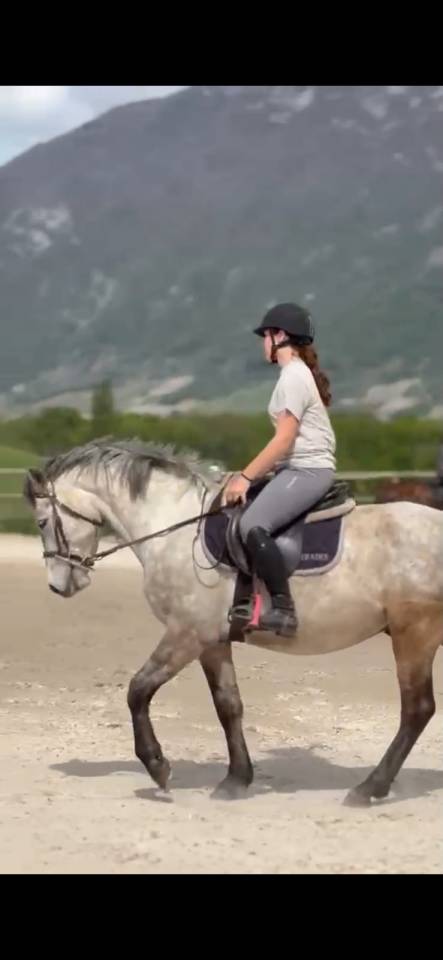 Caballo castrado Connemara En venta 2022 Tordo por CAISLEAN GEARR MALACHI