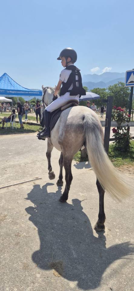 Caballo castrado Connemara En venta 2022 Tordo por CAISLEAN GEARR MALACHI