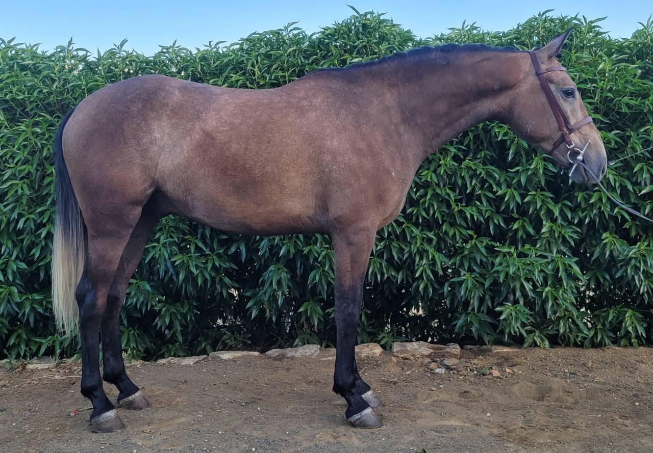 Caballo joven. Muy noble.