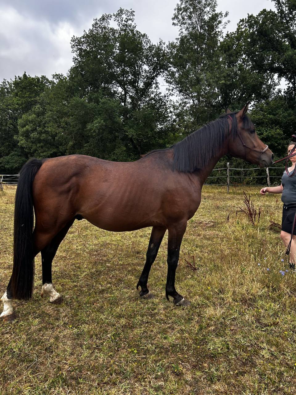 Caballo entero Arabe En venta 2023 Bayo por SAMIR DE CARRERE