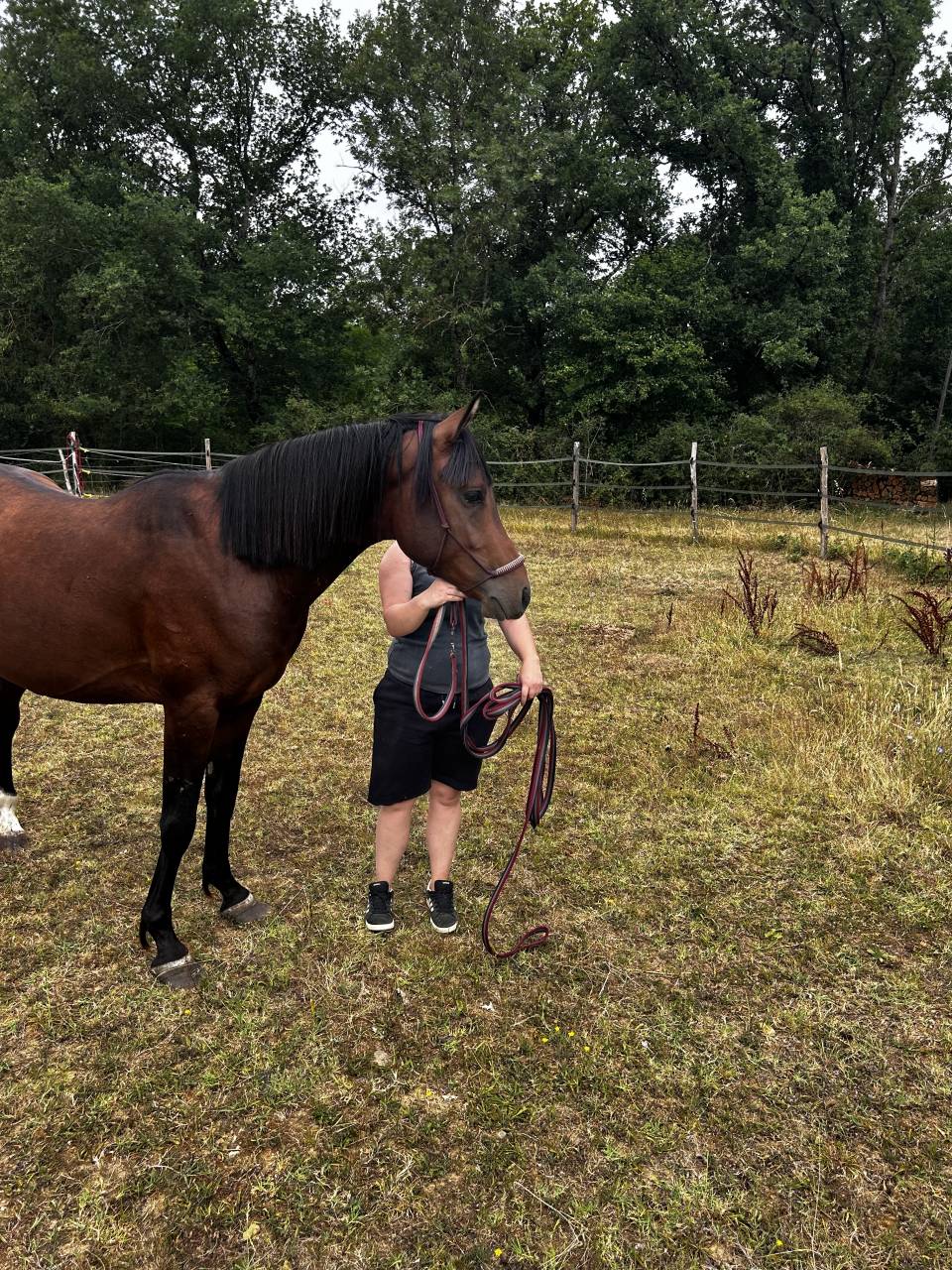 Caballo entero Arabe En venta 2023 Bayo por SAMIR DE CARRERE