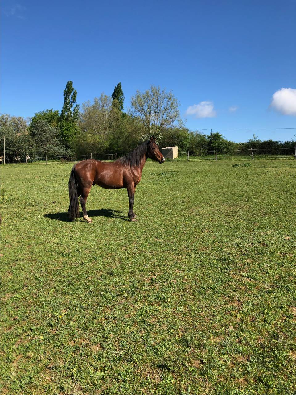 Caballo entero Arabe En venta 2023 Bayo por SAMIR DE CARRERE