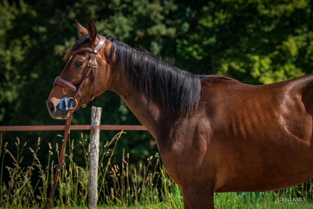 Caballo castrado Pura Sangre Ingl&eacute;s En venta 2024 Bayo por INDIAN