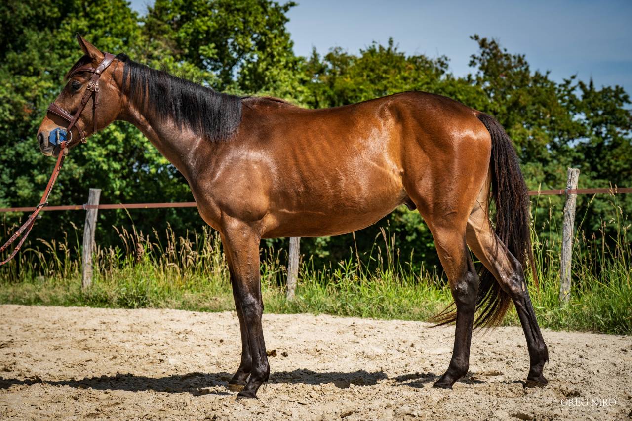 Caballo castrado Pura Sangre Ingl&eacute;s En venta 2024 Bayo por INDIAN