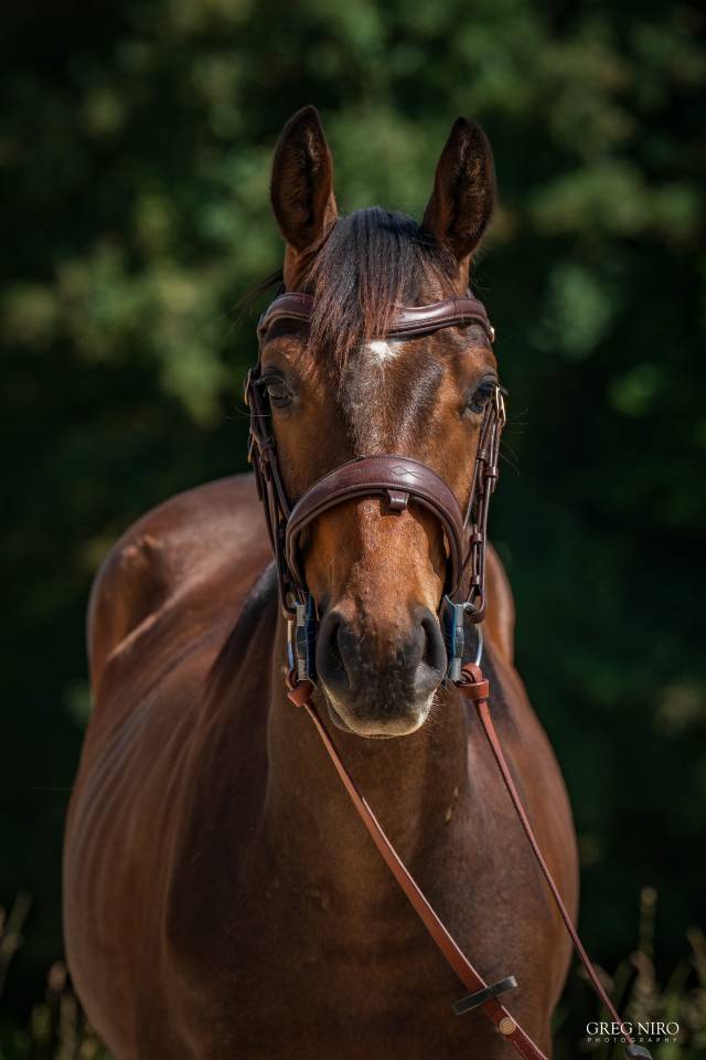 Caballo castrado Pura Sangre Ingl&eacute;s En venta 2024 Bayo por INDIAN