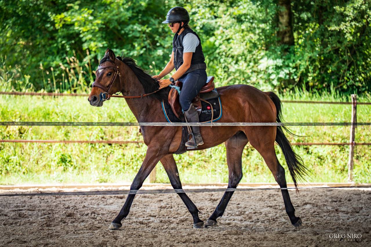 Caballo castrado Pura Sangre Ingl&eacute;s En venta 2024 Bayo por INDIAN