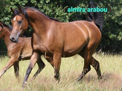 Caballo castrado Pura Sangre Arabe En venta 2020 Bayo