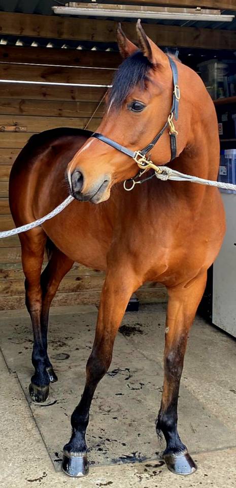 Caballo castrado Pura Sangre Arabe En venta 2020 Bayo