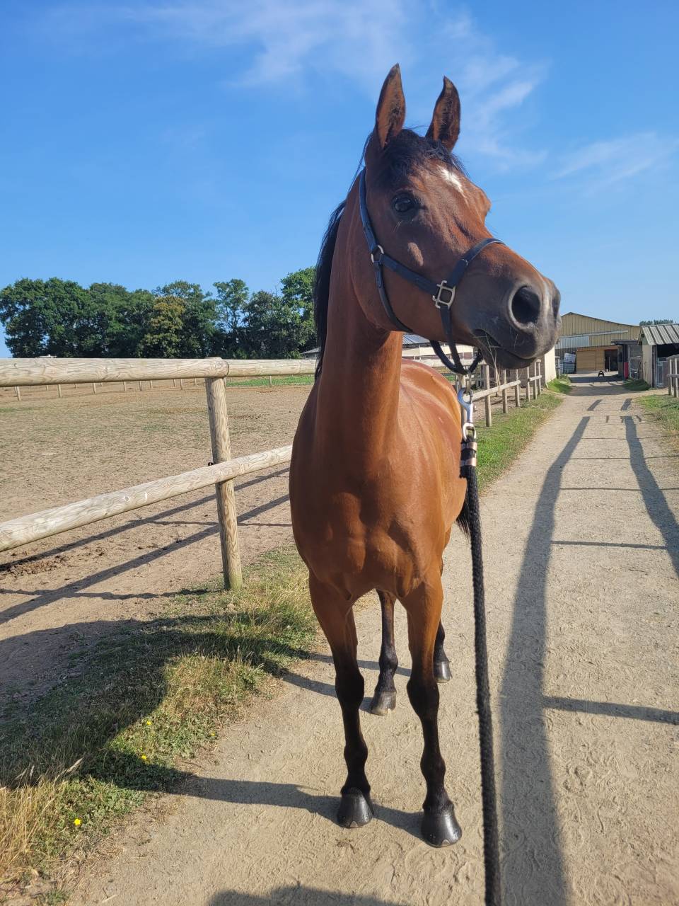 Caballo castrado Pura Sangre Arabe En venta 2020 Bayo