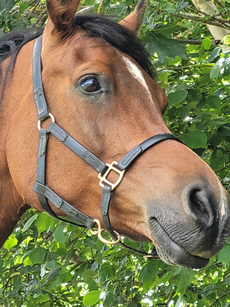 Caballo castrado Pura Sangre Arabe En venta 2020 Bayo