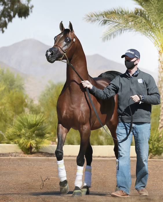 Caballo castrado Pura Sangre Arabe En venta 2020 Bayo