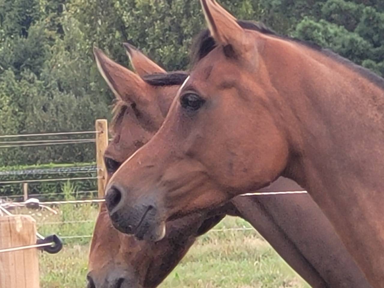 Caballo castrado Pura Sangre Arabe En venta 2020 Bayo