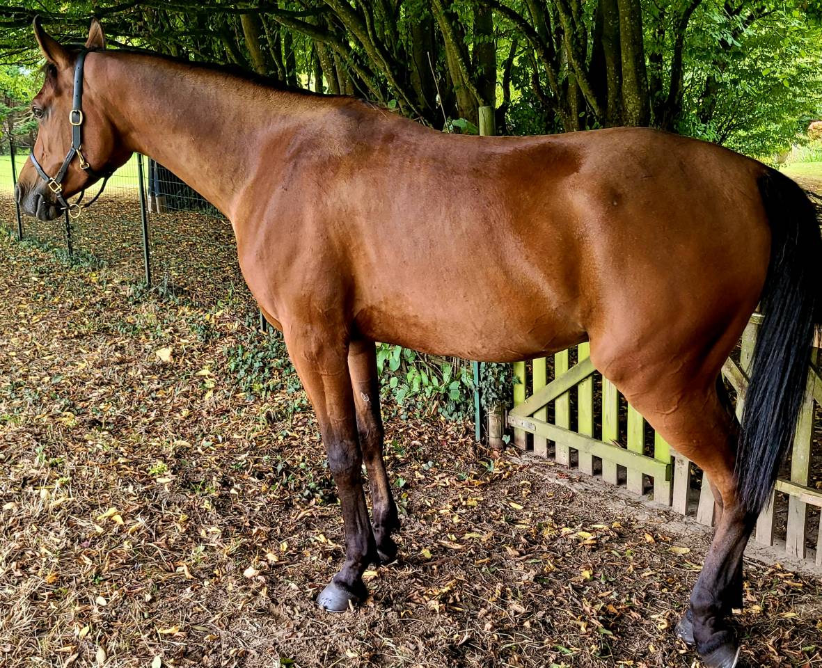 Caballo castrado Pura Sangre Arabe En venta 2020 Bayo