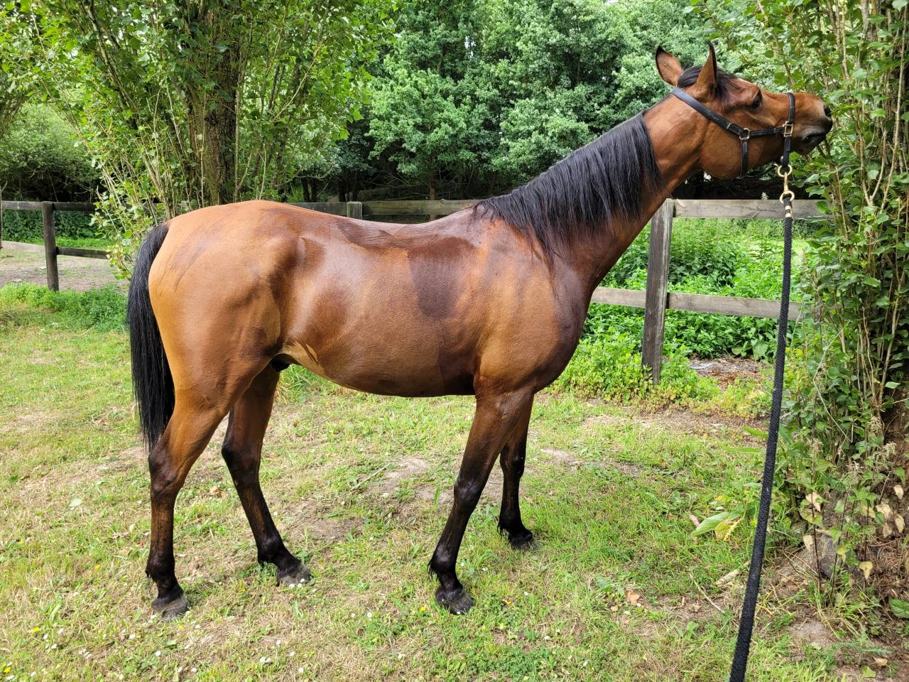 Caballo castrado Pura Sangre Arabe En venta 2020 Bayo