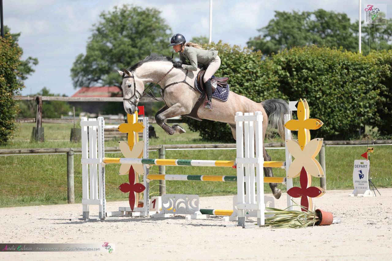 Caballo castrado Origine Constat&eacute;e En venta 2020 Tordo