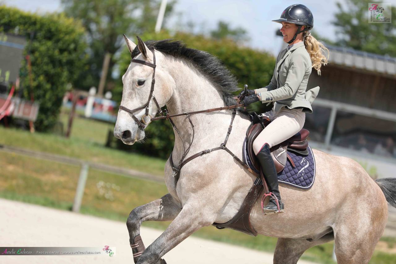 Caballo castrado Origine Constat&eacute;e En venta 2020 Tordo