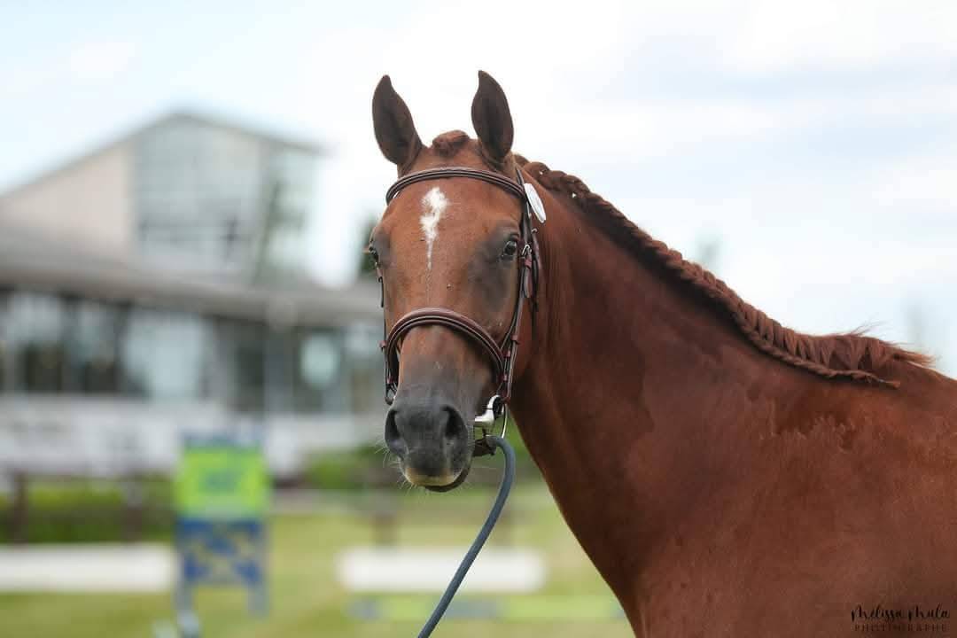 Yegua de ganader&iacute;a KWPN Caballo de Deporte Neerland&eacute;s En venta 2014 Alaz&aacute;n