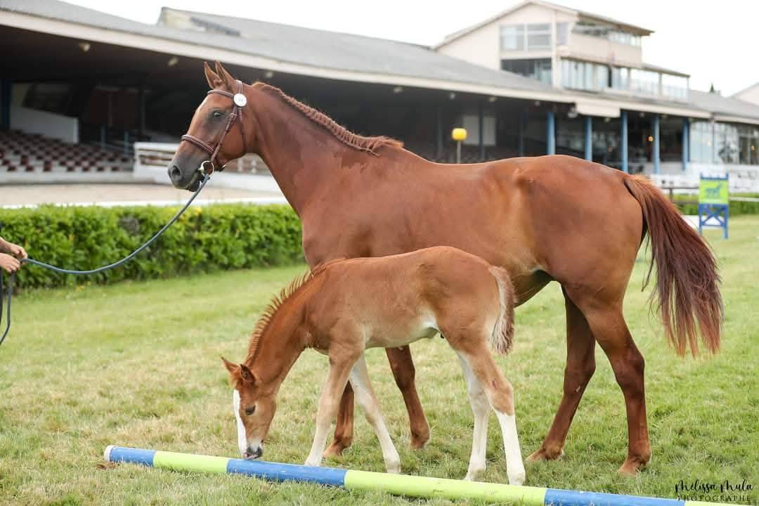 Yegua de ganader&iacute;a KWPN Caballo de Deporte Neerland&eacute;s En venta 2014 Alaz&aacute;n