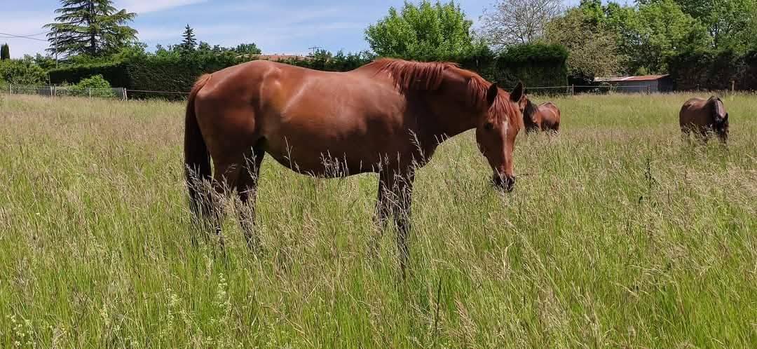 Yegua de ganader&iacute;a KWPN Caballo de Deporte Neerland&eacute;s En venta 2014 Alaz&aacute;n