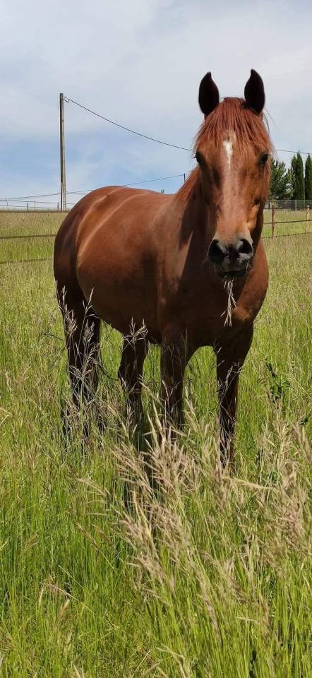 Yegua de ganader&iacute;a KWPN Caballo de Deporte Neerland&eacute;s En venta 2014 Alaz&aacute;n