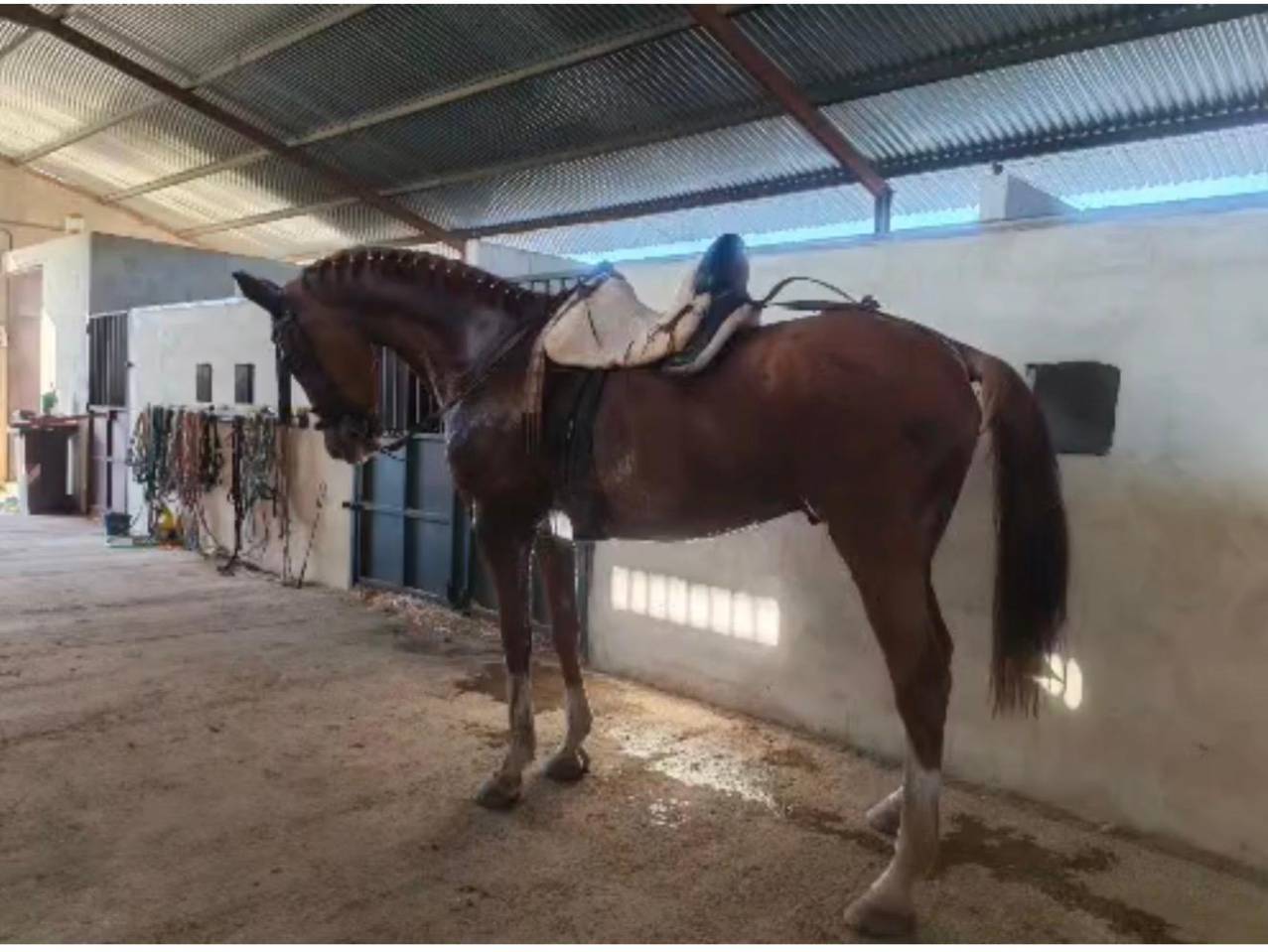 Caballo Cruzado (anglo arabe)