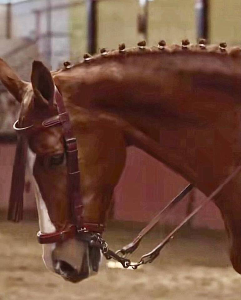 Caballo Cruzado (anglo arabe)