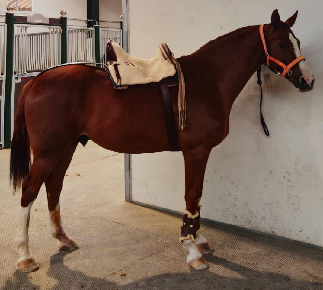 Caballo Cruzado (anglo arabe)