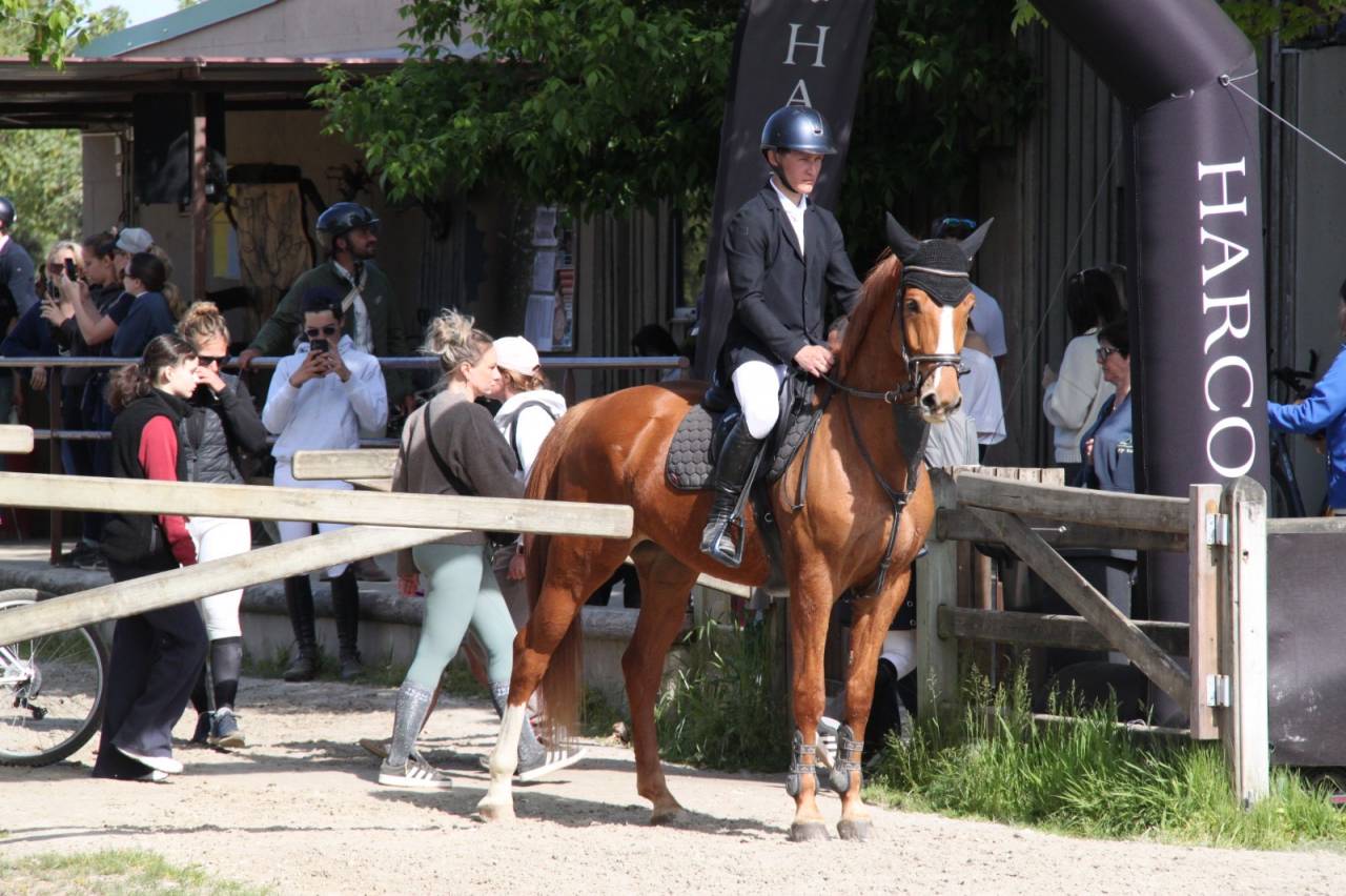 Caballo castrado Silla Franc&eacute;s En venta 2019 Alaz&aacute;n por ZANDOR Z