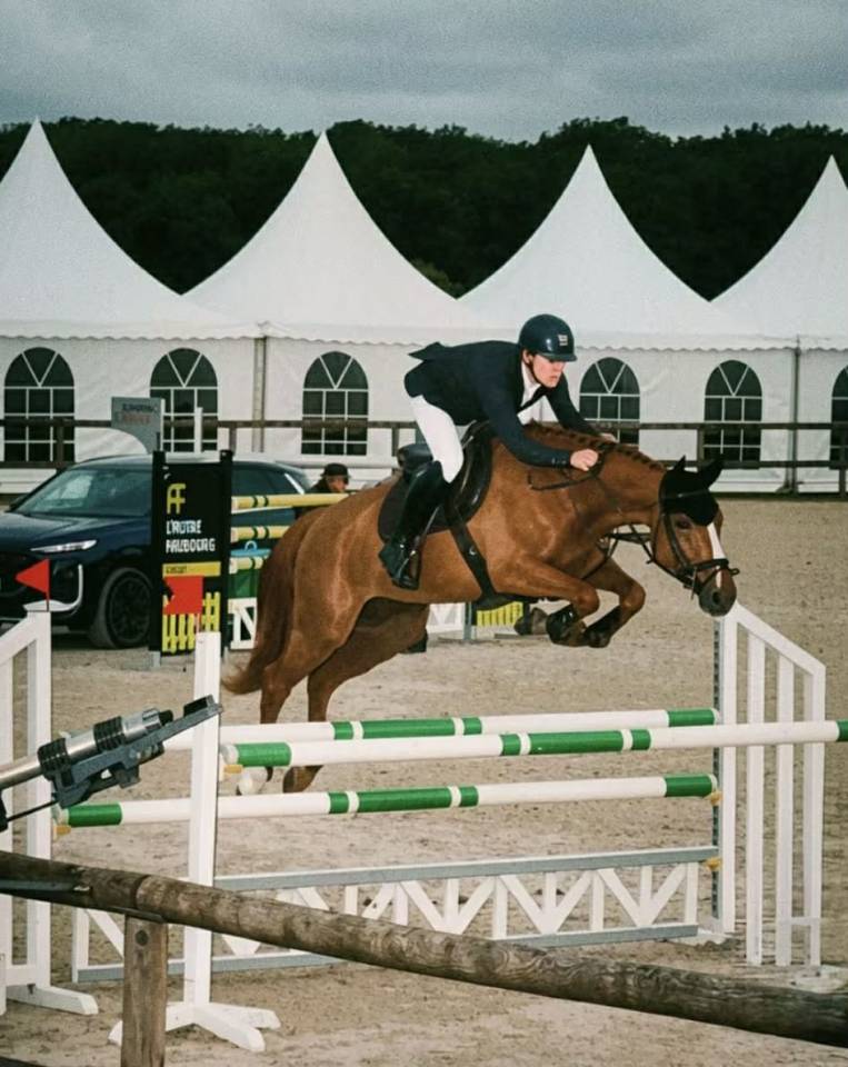 Caballo castrado Silla Franc&eacute;s En venta 2019 Alaz&aacute;n por ZANDOR Z