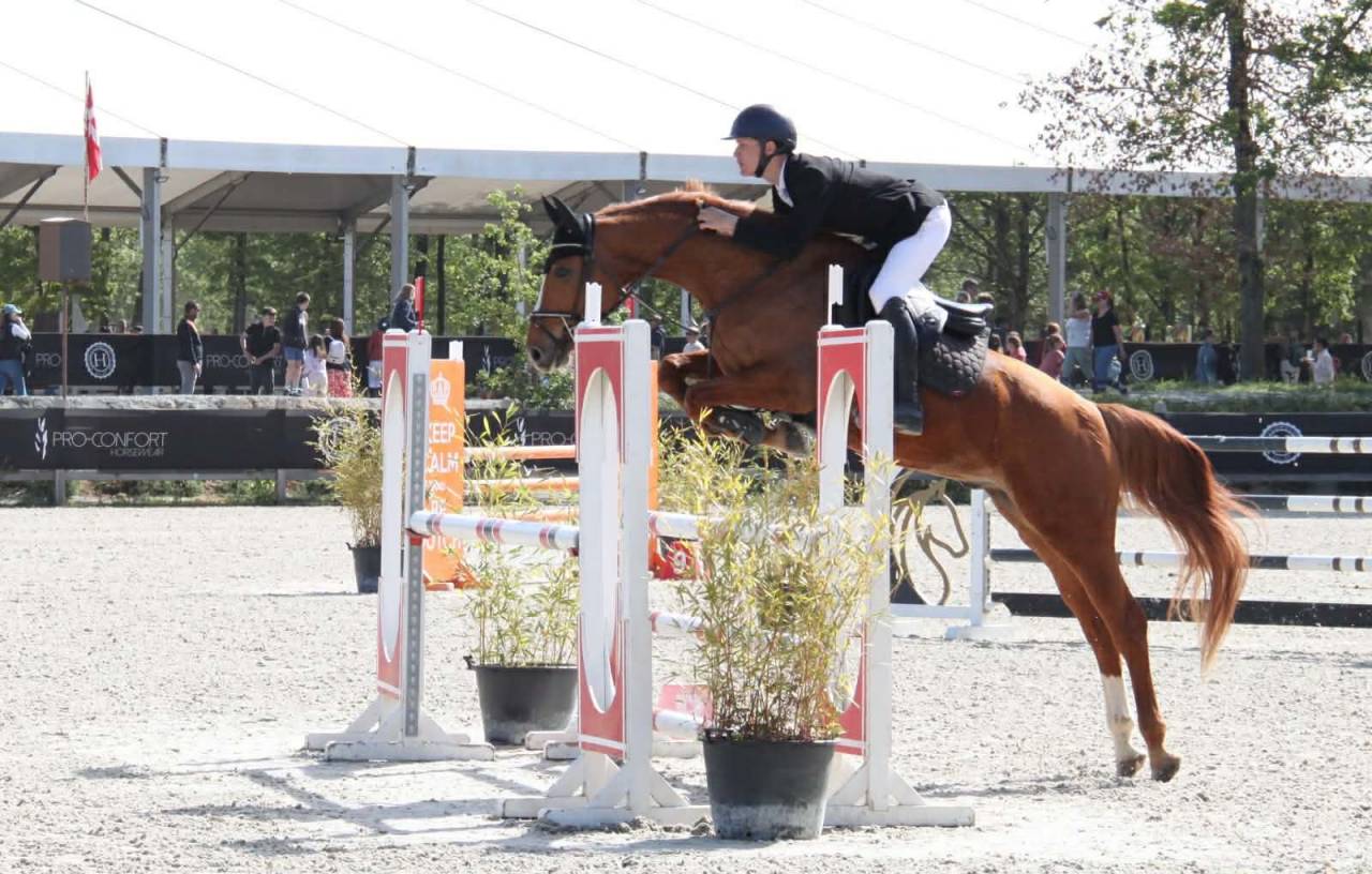 Caballo castrado Silla Franc&eacute;s En venta 2019 Alaz&aacute;n por ZANDOR Z