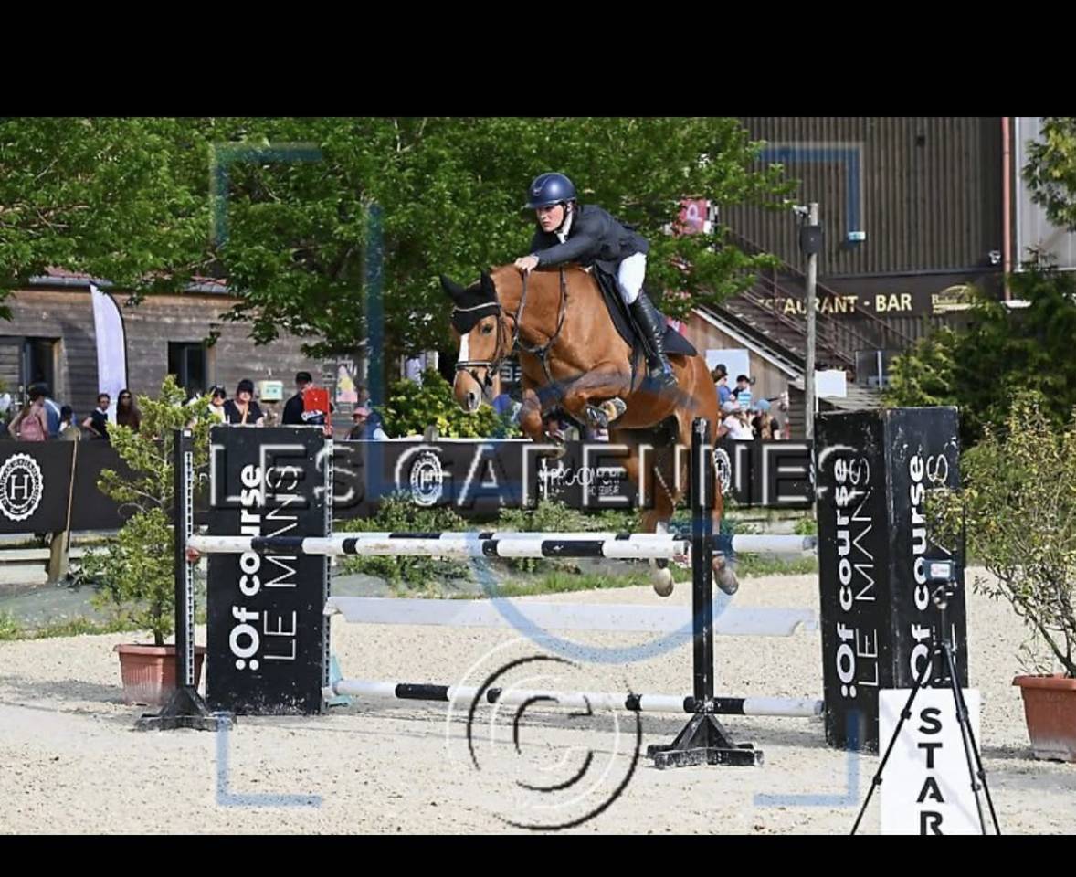 Caballo castrado Silla Franc&eacute;s En venta 2019 Alaz&aacute;n por ZANDOR Z