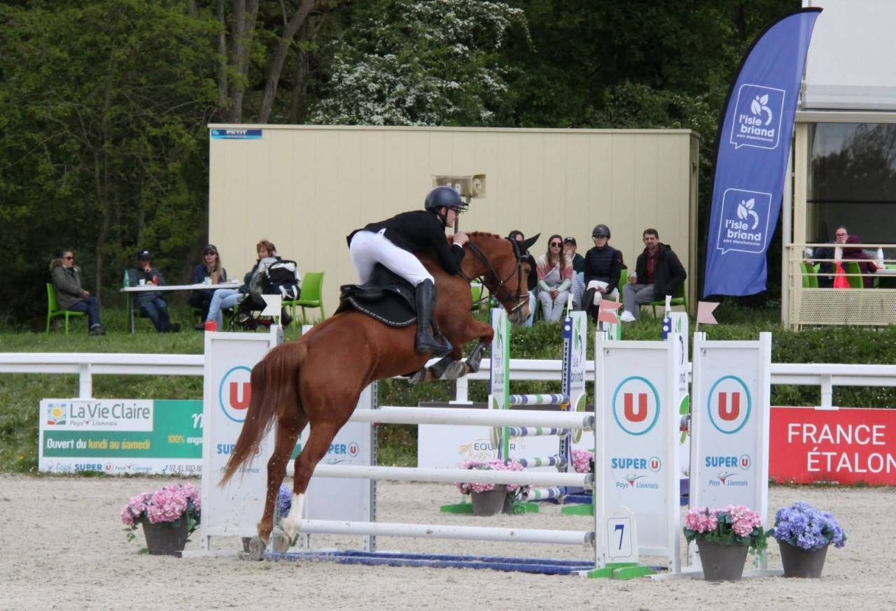 Caballo castrado Silla Franc&eacute;s En venta 2019 Alaz&aacute;n por ZANDOR Z