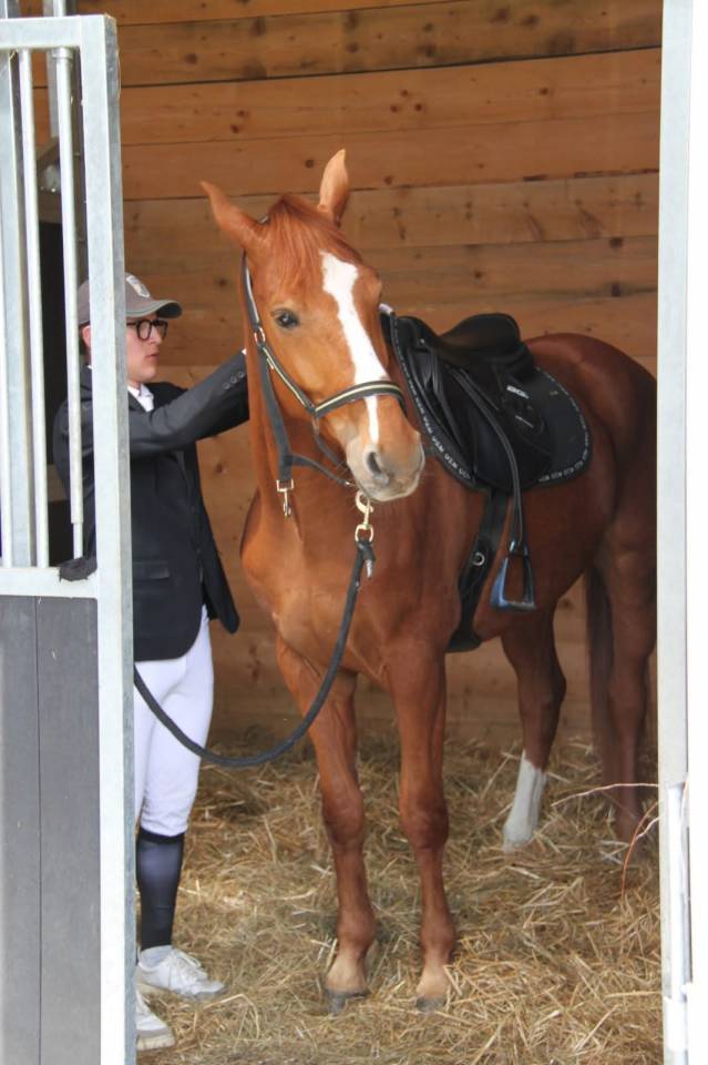 Caballo castrado Silla Franc&eacute;s En venta 2019 Alaz&aacute;n por ZANDOR Z