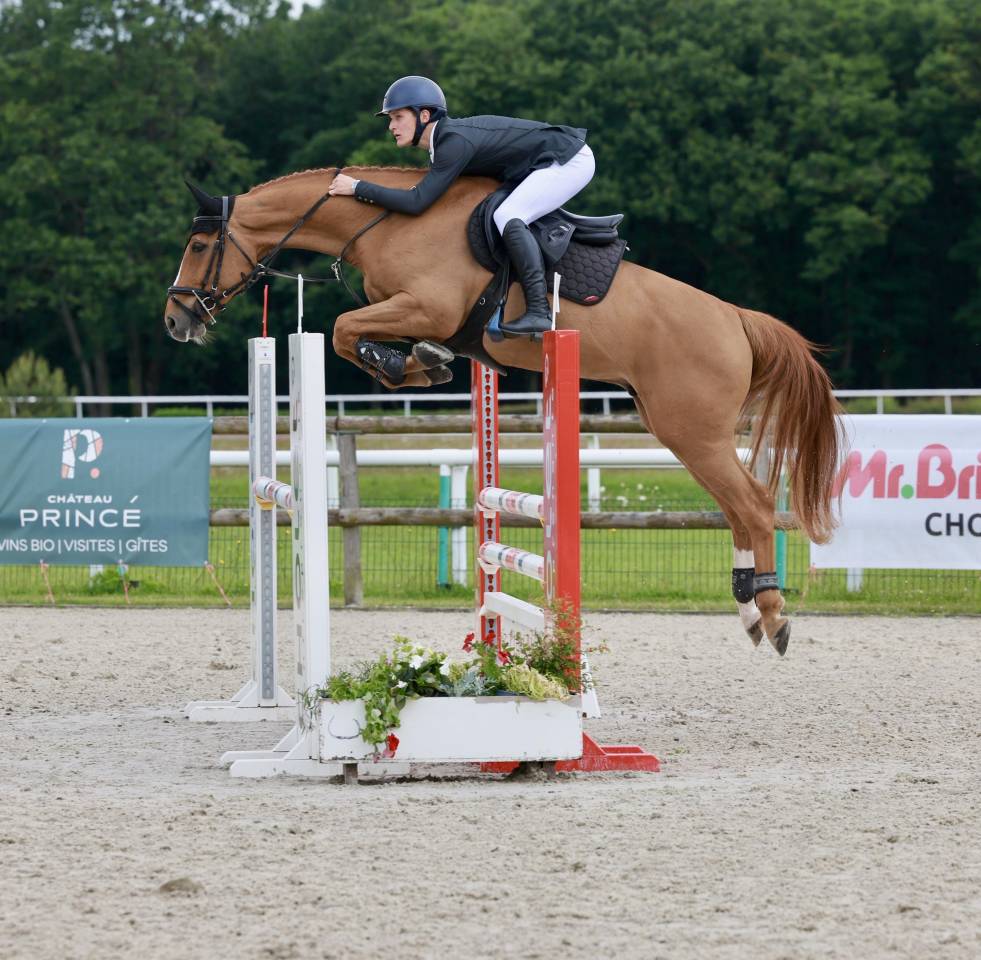 Caballo castrado Silla Franc&eacute;s En venta 2019 Alaz&aacute;n por ZANDOR Z
