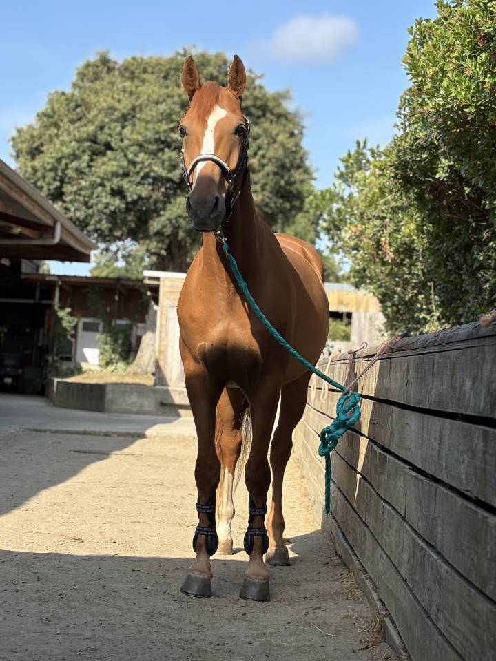 Caballo castrado Silla Franc&eacute;s En venta 2019 Alaz&aacute;n por ZANDOR Z